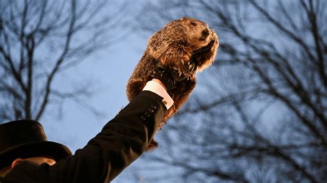 m4ufree groundhog day|How to watch Groundhog Day online and stream the classic.